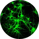 Rodent-CNS-neurons.webp