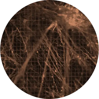 hiPSC-Spinal-cord.webp