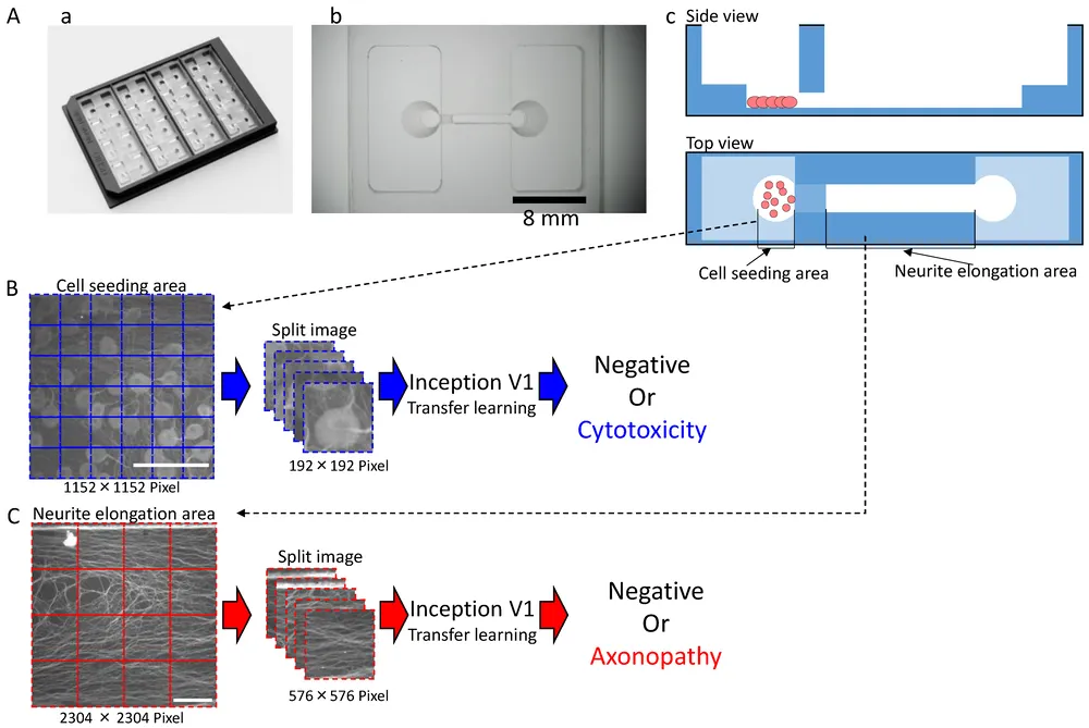 AI-Powered In Vitro Assessment of Chemotherapy-Induced Peripheral Neuropathy