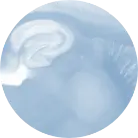 Brain_Slice.webp