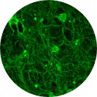 hiPSC-Sensory-neurons.webp