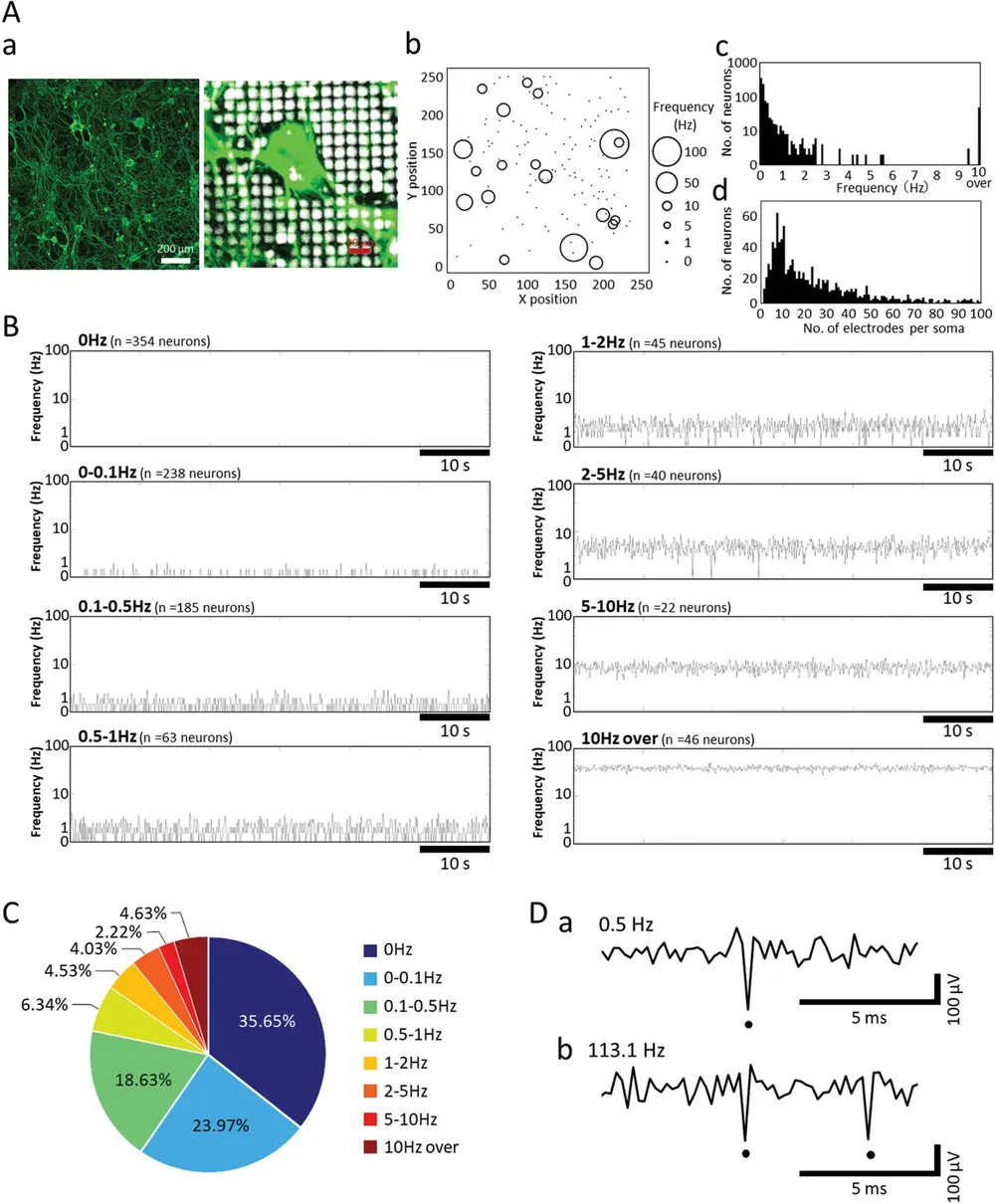High-Density CMOS-MEA Reveals Single-Cell Activity and Drug Responses in DRG Neurons