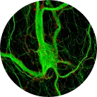 hiPSC-CNS-neurons.webp