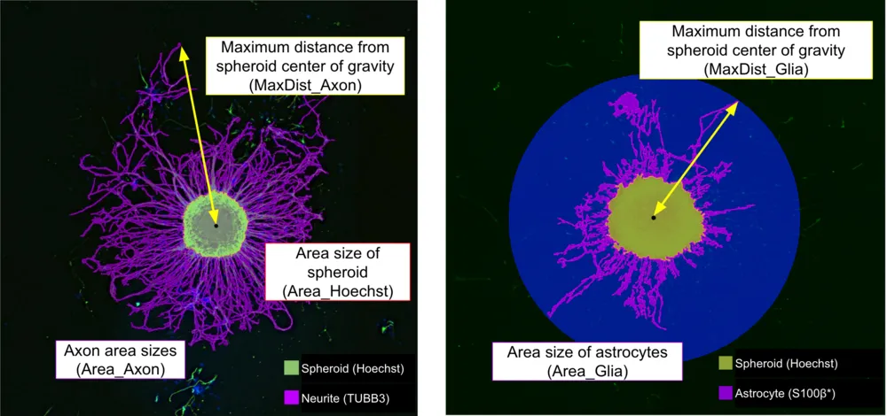 Developmental Neurotoxicity Risk Assessment Using iPSC-Derived 3D NPC Spheroids