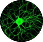 Rodent-DRG-neurons.webp