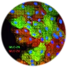 hiPSC-Cardiomyocytes.webp