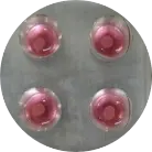 Brain_Organoids.webp