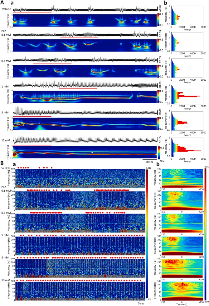 In Vitro EEG for Seizure Liability & Antiepileptic Drug Screening